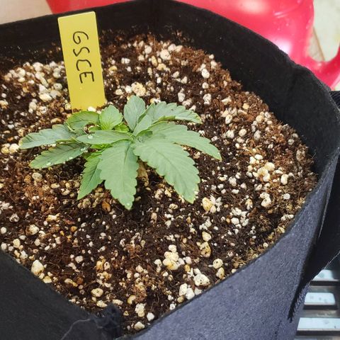 Girl Scout Cookie Extreme growlog timeline photo