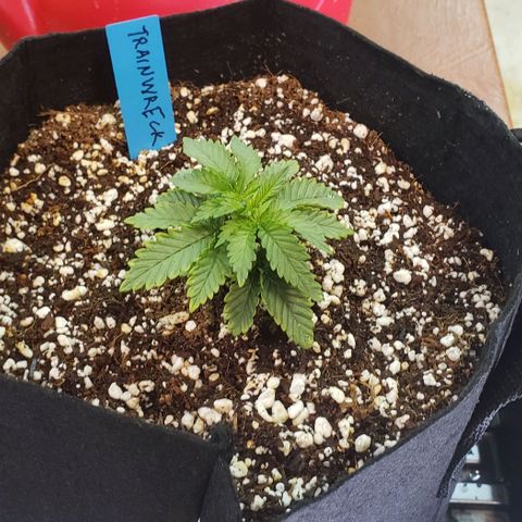 Trainwreck (Arcata cut) growlog timeline photo