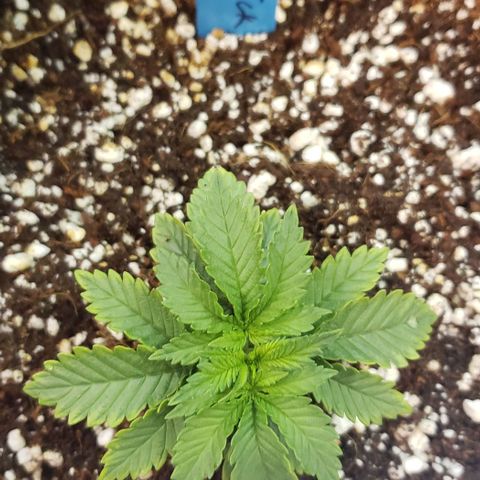 Trainwreck (Arcata cut) growlog timeline photo