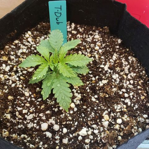 T-Dub (Trainwreck Heirloom) growlog timeline photo