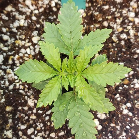 T-Dub (Trainwreck Heirloom) growlog timeline photo