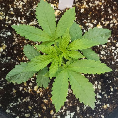 Hot Mess growlog timeline photo