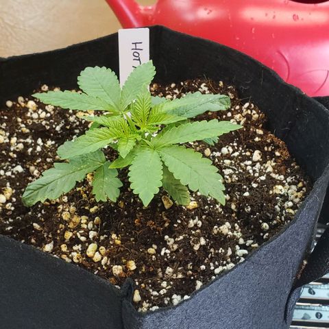 Hot Mess growlog timeline photo