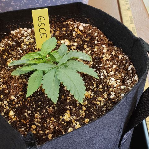 Girl Scout Cookie Extreme growlog timeline photo