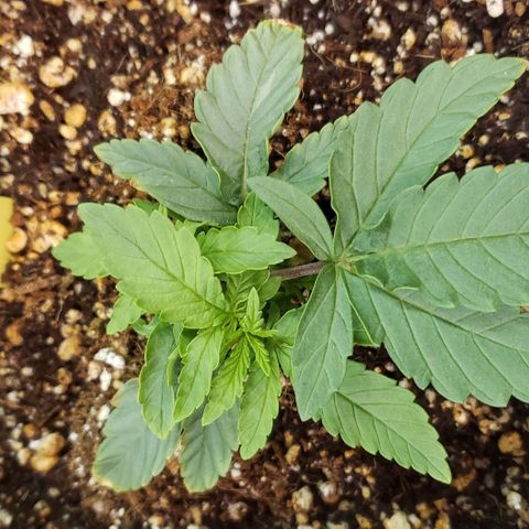 Girl Scout Cookie Extreme growlog photo: 5x4 inches