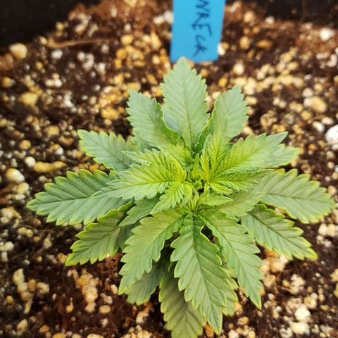 Trainwreck (Arcata cut) growlog photo: 4x3.5 inches