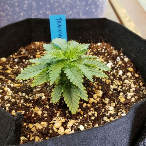 Trainwreck (Arcata cut) growlog timeline photo