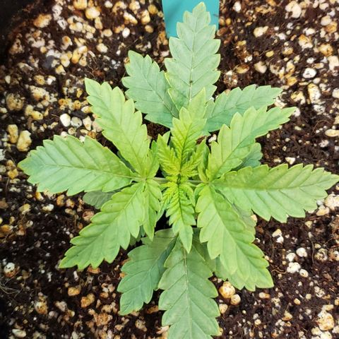 T-Dub (Trainwreck Heirloom) growlog photo: 5x4 inches