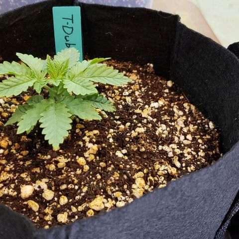 T-Dub (Trainwreck Heirloom) growlog timeline photo