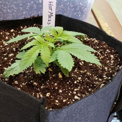 Hot Mess growlog timeline photo