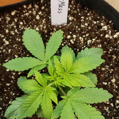 Hot Mess growlog photo: 6x5 inches