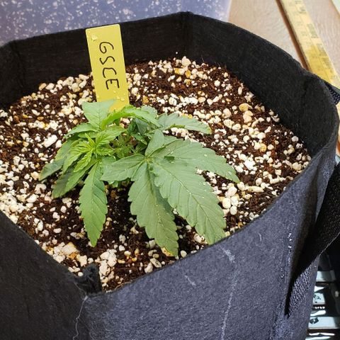 Girl Scout Cookie Extreme growlog timeline photo