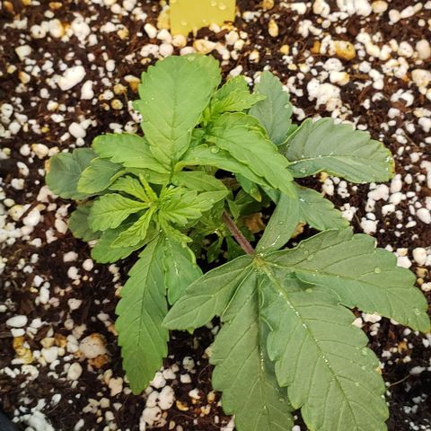 Girl Scout Cookie Extreme growlog photo: 5x4x2 inches