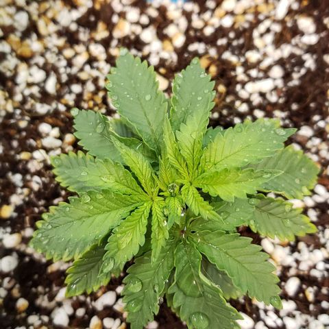Trainwreck (Arcata cut) growlog photo: 4x3.5x2.75 inches