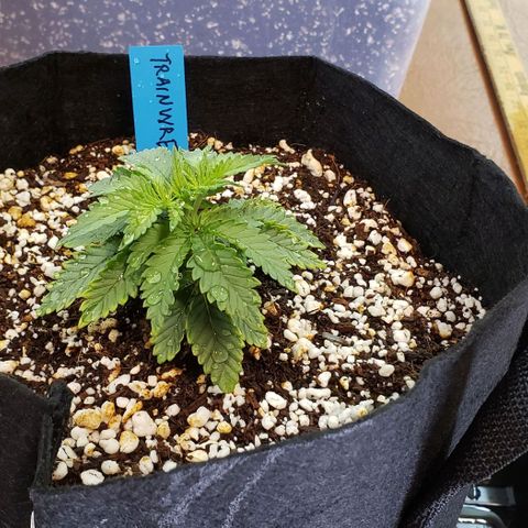 Trainwreck (Arcata cut) growlog timeline photo