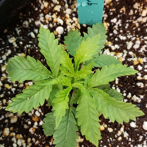 T-Dub (Trainwreck Heirloom) growlog photo: 4.75x4x2
