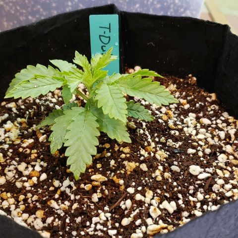 T-Dub (Trainwreck Heirloom) growlog photo: 4.75x4x2