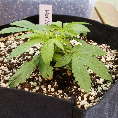 Hot Mess growlog photo: 6.5x6x3