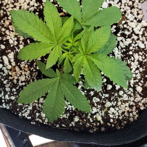 Hot Mess growlog photo: 6.5x6x3