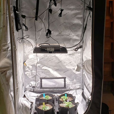 T-Dub (Trainwreck Heirloom) growlog timeline photo