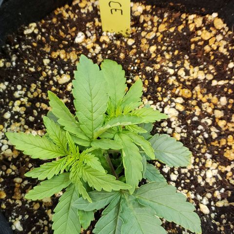 Girl Scout Cookie Extreme growlog photo: 6.25x4.25x3 inches 