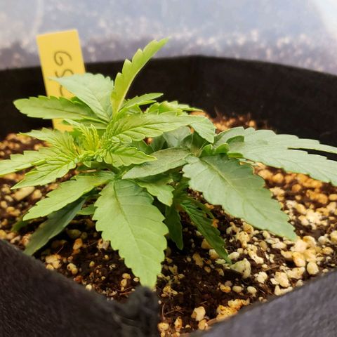 Girl Scout Cookie Extreme growlog timeline photo