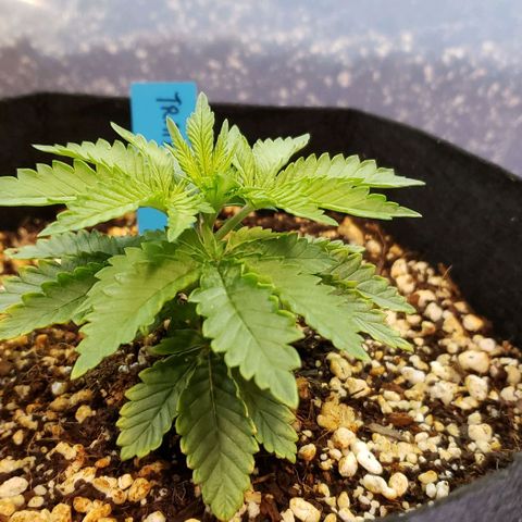 Trainwreck (Arcata cut) growlog timeline photo