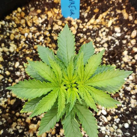 Trainwreck (Arcata cut) growlog photo: 4.75x4.5x2.5 in
