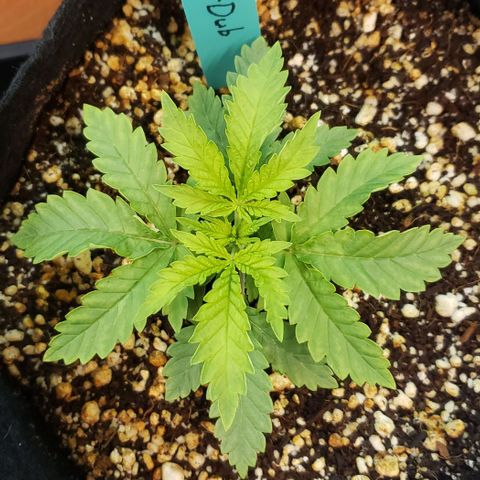 T-Dub (Trainwreck Heirloom) growlog photo: 5x5x2.25