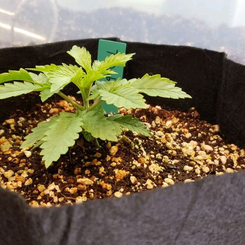 T-Dub (Trainwreck Heirloom) growlog timeline photo