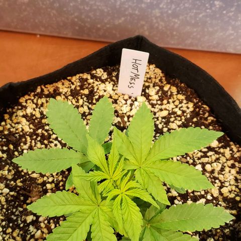 Hot Mess growlog photo: 7.25x6.5x2.75