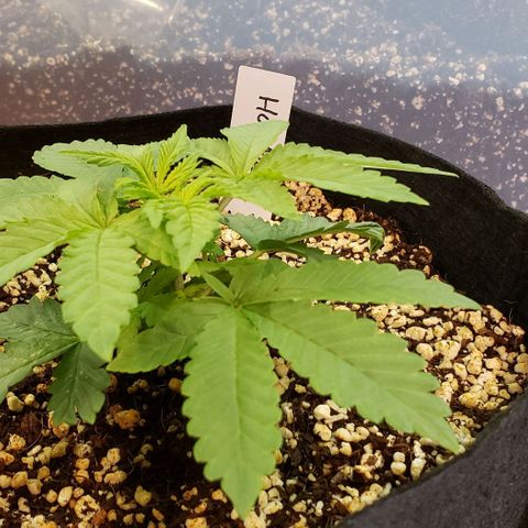 Hot Mess growlog timeline photo