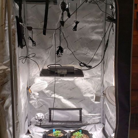 T-Dub (Trainwreck Heirloom) growlog timeline photo