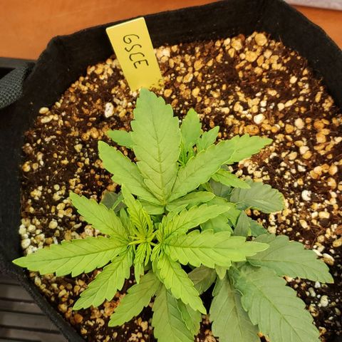 Girl Scout Cookie Extreme growlog photo: 6.5x6x2.5 inches