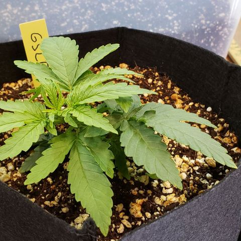 Girl Scout Cookie Extreme growlog timeline photo