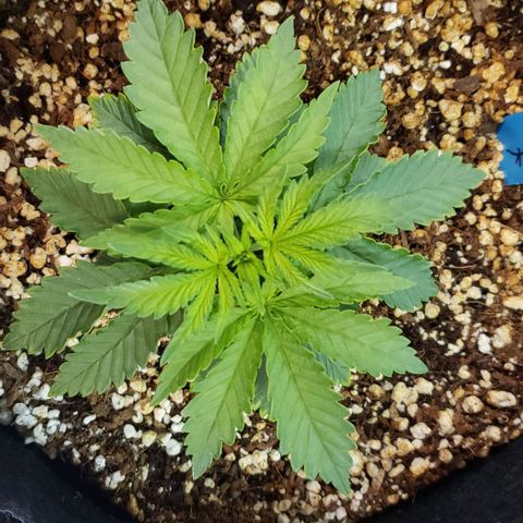 Trainwreck (Arcata cut) growlog photo: 5.25x5x3