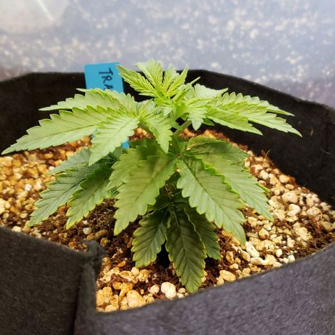 Trainwreck (Arcata cut) growlog timeline photo