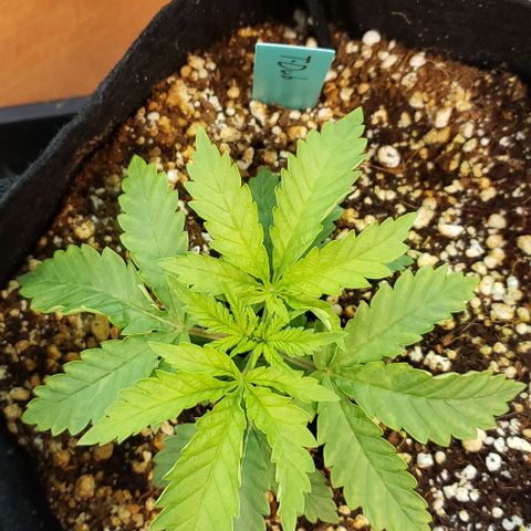 T-Dub (Trainwreck Heirloom) growlog photo: 5.5x5.5x2.5 inches