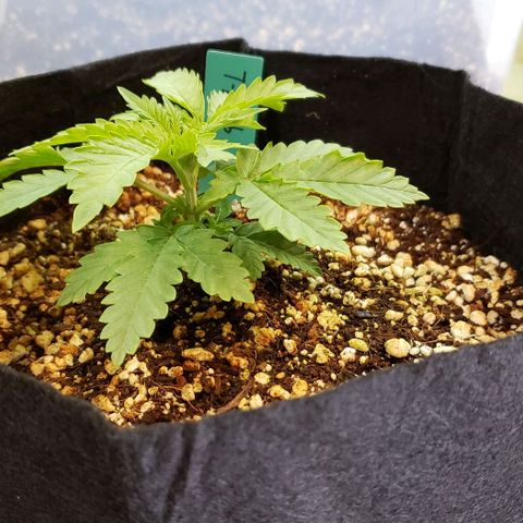 T-Dub (Trainwreck Heirloom) growlog timeline photo