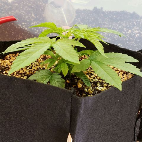 Hot Mess growlog photo: 8x8x3.5 inches
