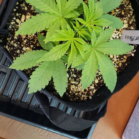 Hot Mess growlog photo: 8x8x3.5 inches
