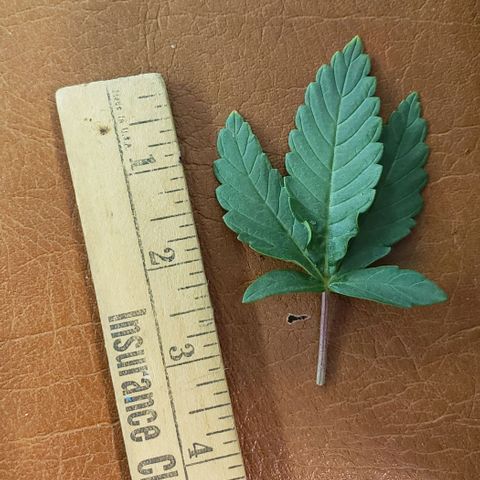 Girl Scout Cookie Extreme growlog timeline photo