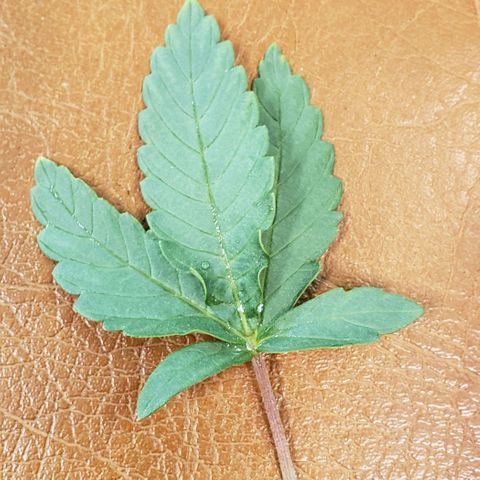 Girl Scout Cookie Extreme growlog timeline photo