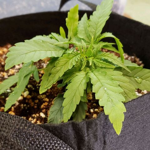 Girl Scout Cookie Extreme growlog timeline photo