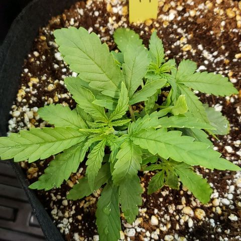 Girl Scout Cookie Extreme growlog photo: 6.25x6.25x3 after cutting 1 fan leaf.
