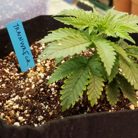 Trainwreck (Arcata cut) growlog timeline photo