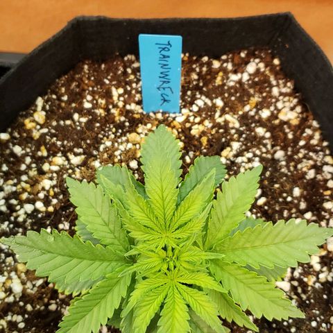Trainwreck (Arcata cut) growlog photo: 5x5x3.5