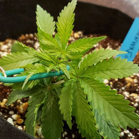 Trainwreck (Arcata cut) growlog timeline photo