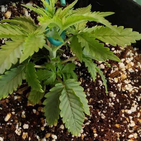 Trainwreck (Arcata cut) growlog timeline photo
