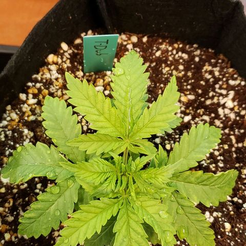 T-Dub (Trainwreck Heirloom) growlog photo: 6x5.5x3